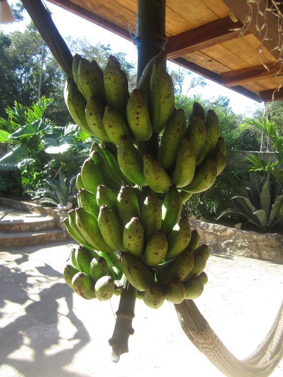 לינה וארוחת בוקר טולום Casa Mango מראה חיצוני תמונה